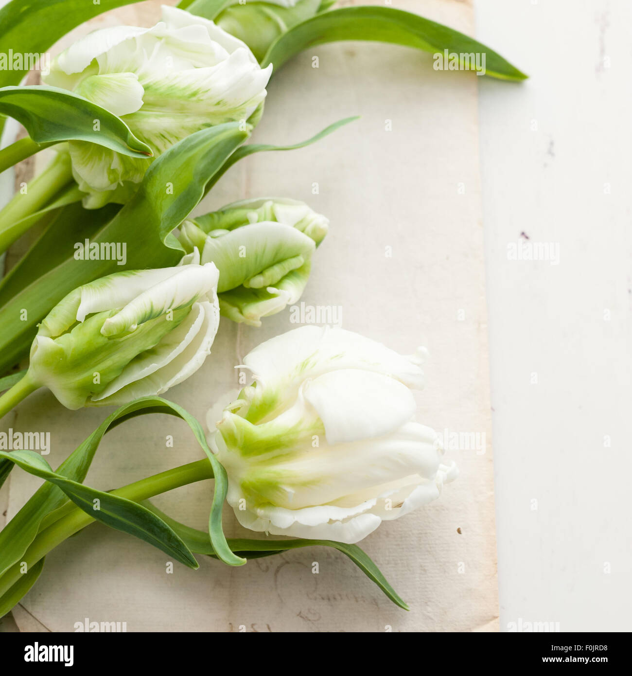 white and green parrot tulips on an old letter Stock Photo