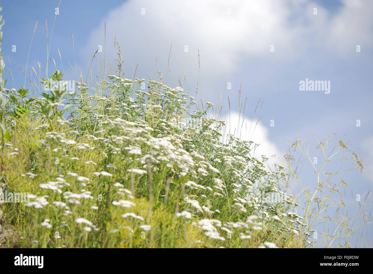 Flowers in the meadow Stock Photo - Alamy