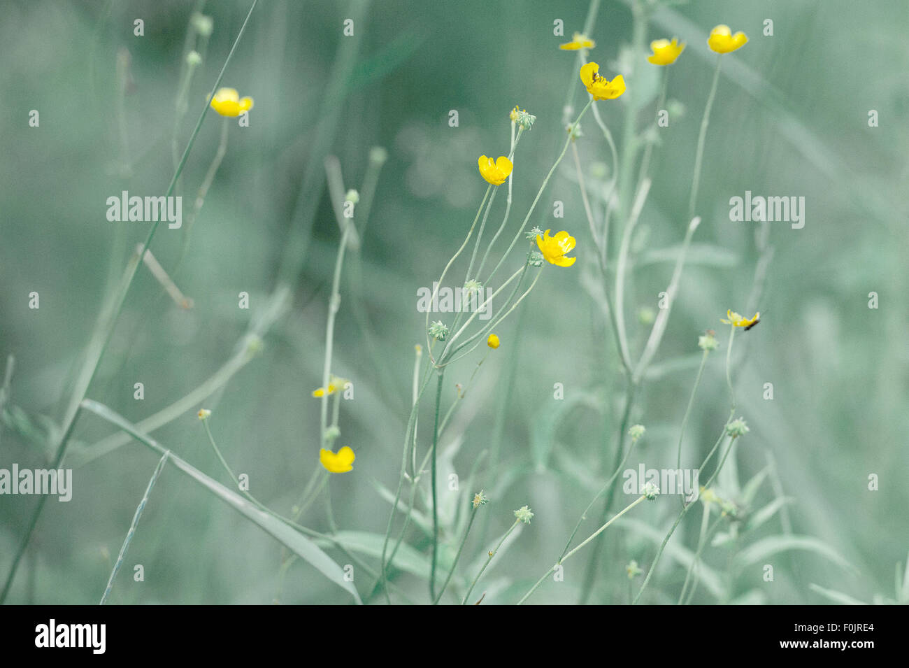 Buttercup flower closeup Stock Photo Alamy
