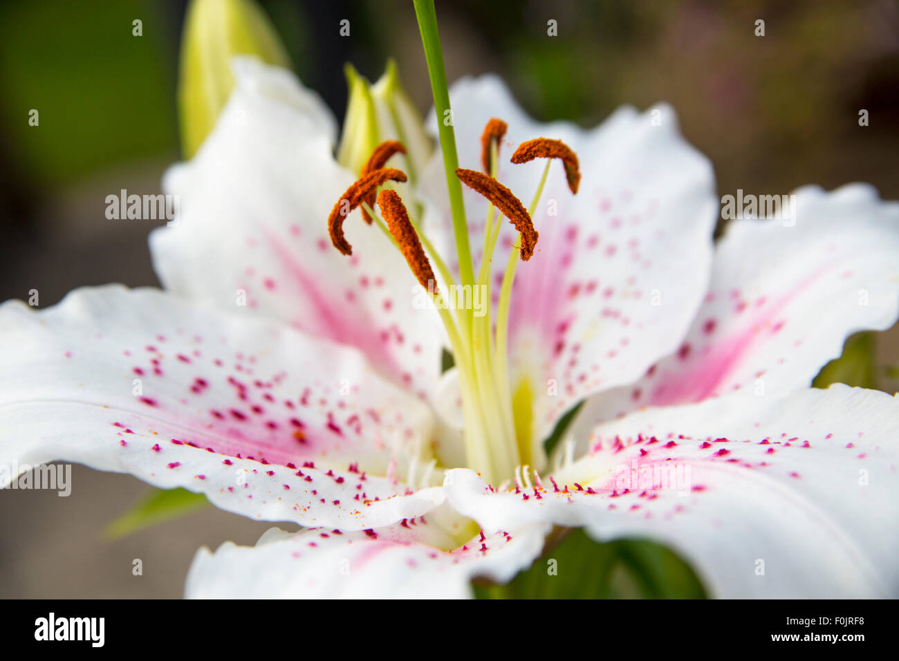 photograph of an oriental lily flower head Stock Photo