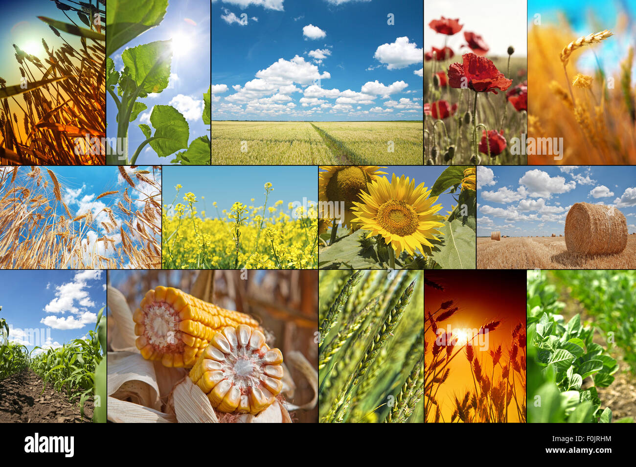 Collage with pictures about agriculture Stock Photo