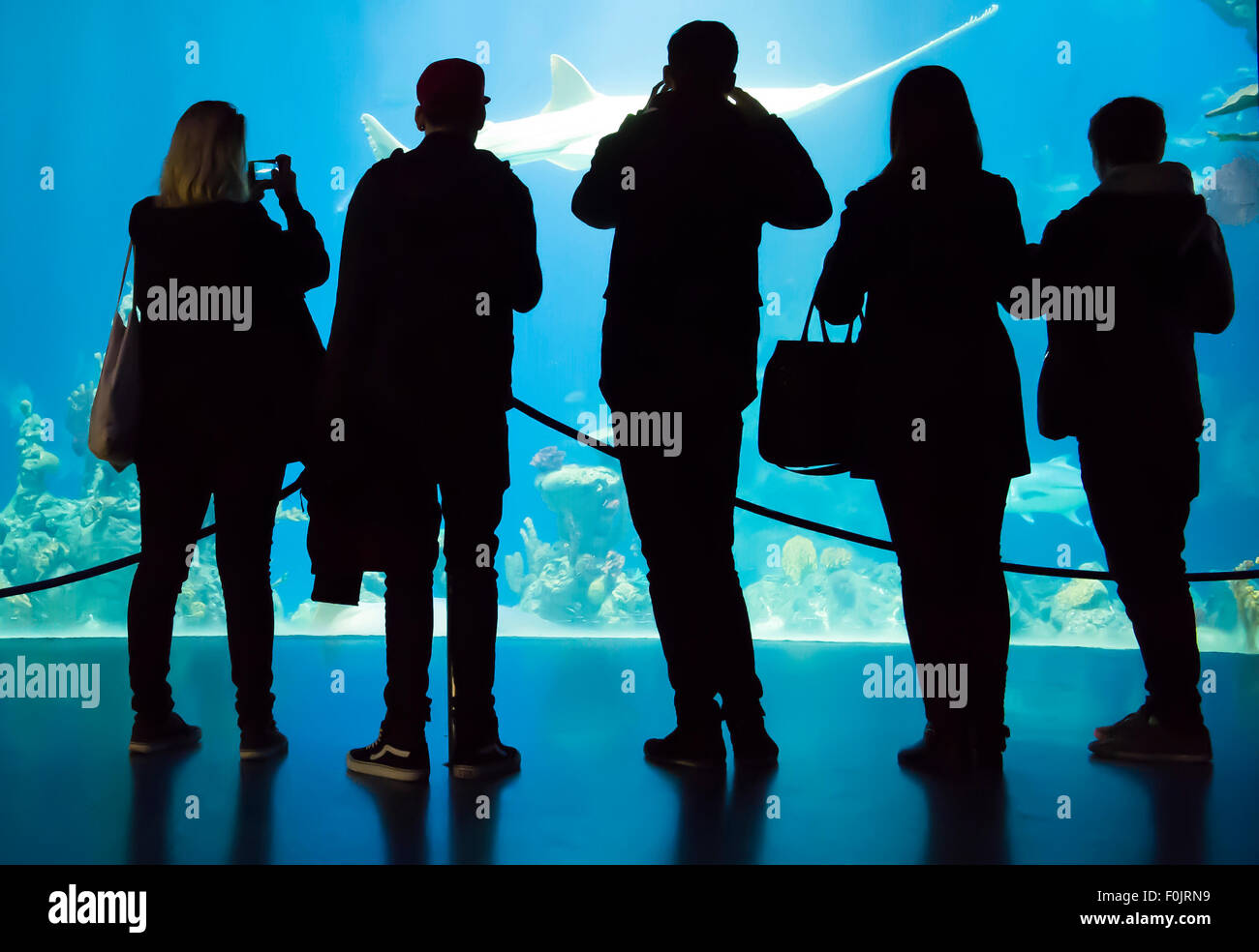 Five adults stand with their backs to camera looking at fish in a giant  tank at The Deep, Hull, East Yorkshire, UK. Stock Photo