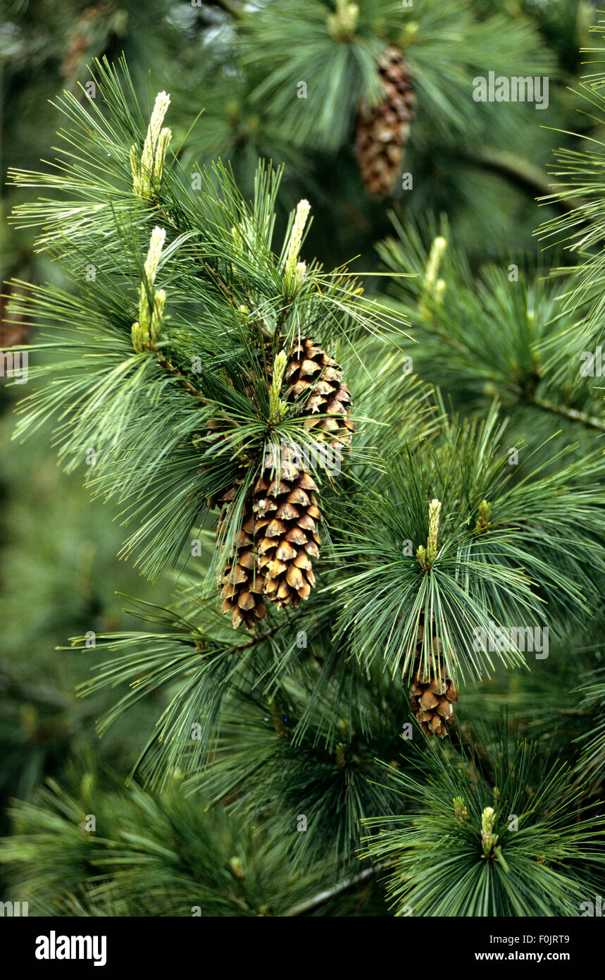 Kiefer, Pinus schwerinii, Barmstedt Stock Photo