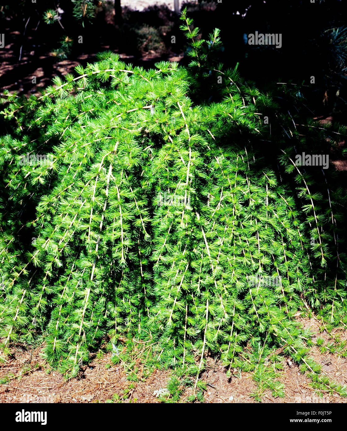 Laerche, Larix, pendula Stock Photo