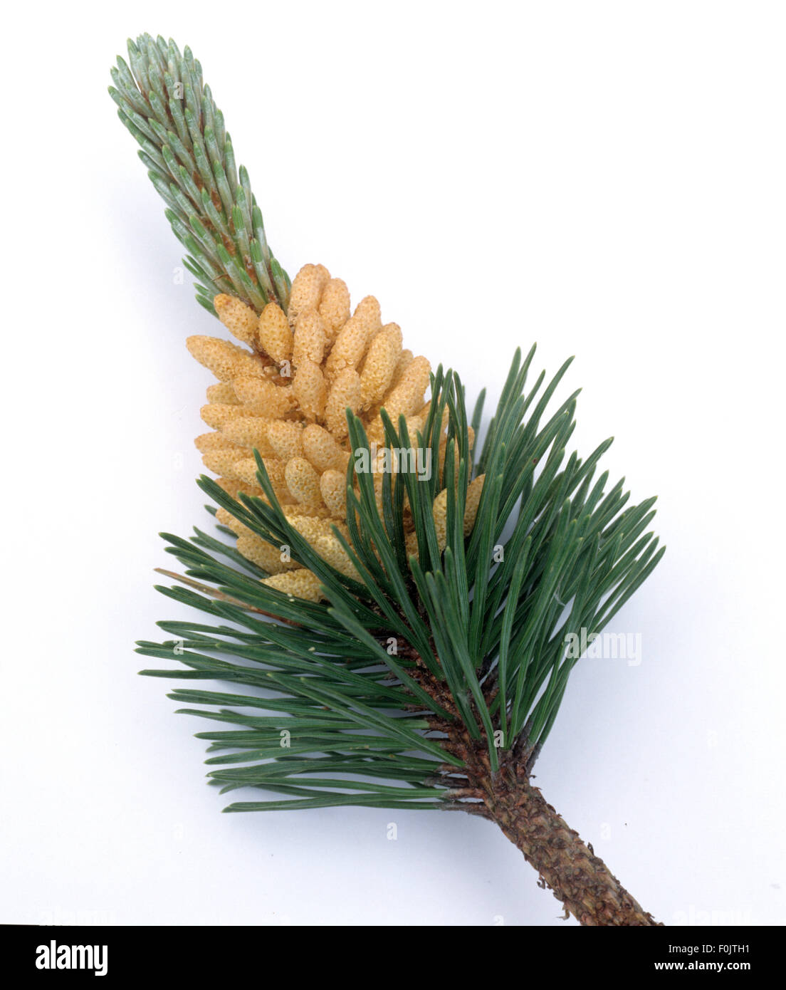 Bergkiefer, Kiefer, Pinus mugo Stock Photo