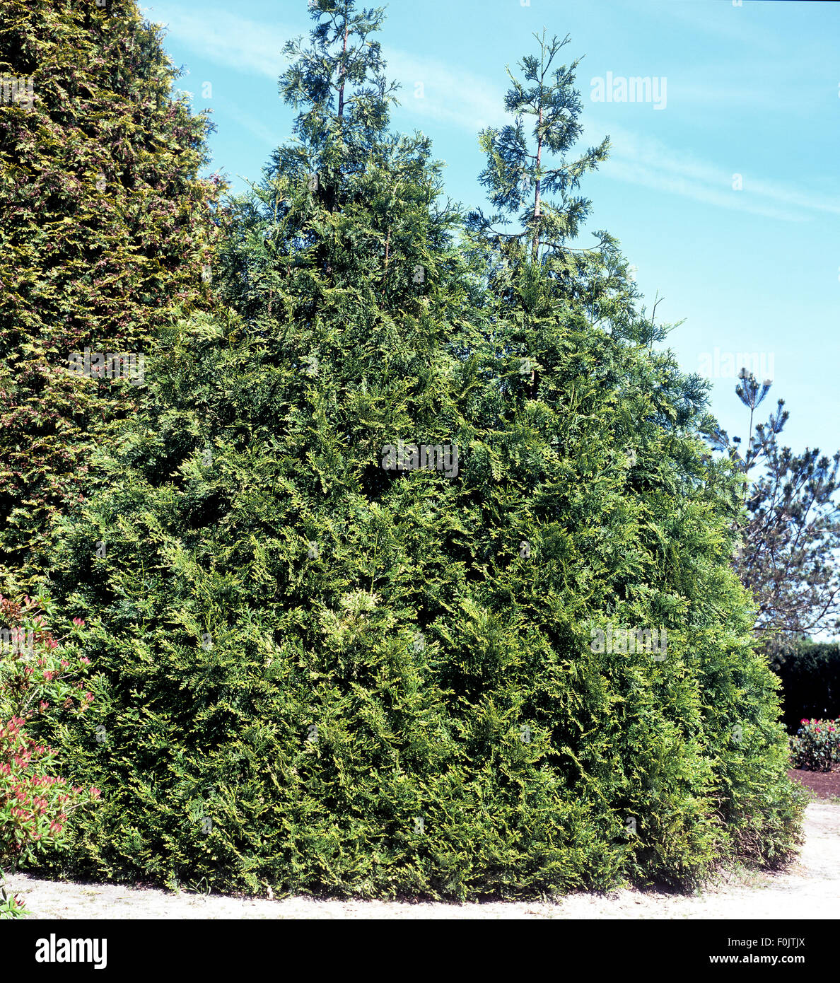 Lebensbaum, Thuja occidentalis Stock Photo