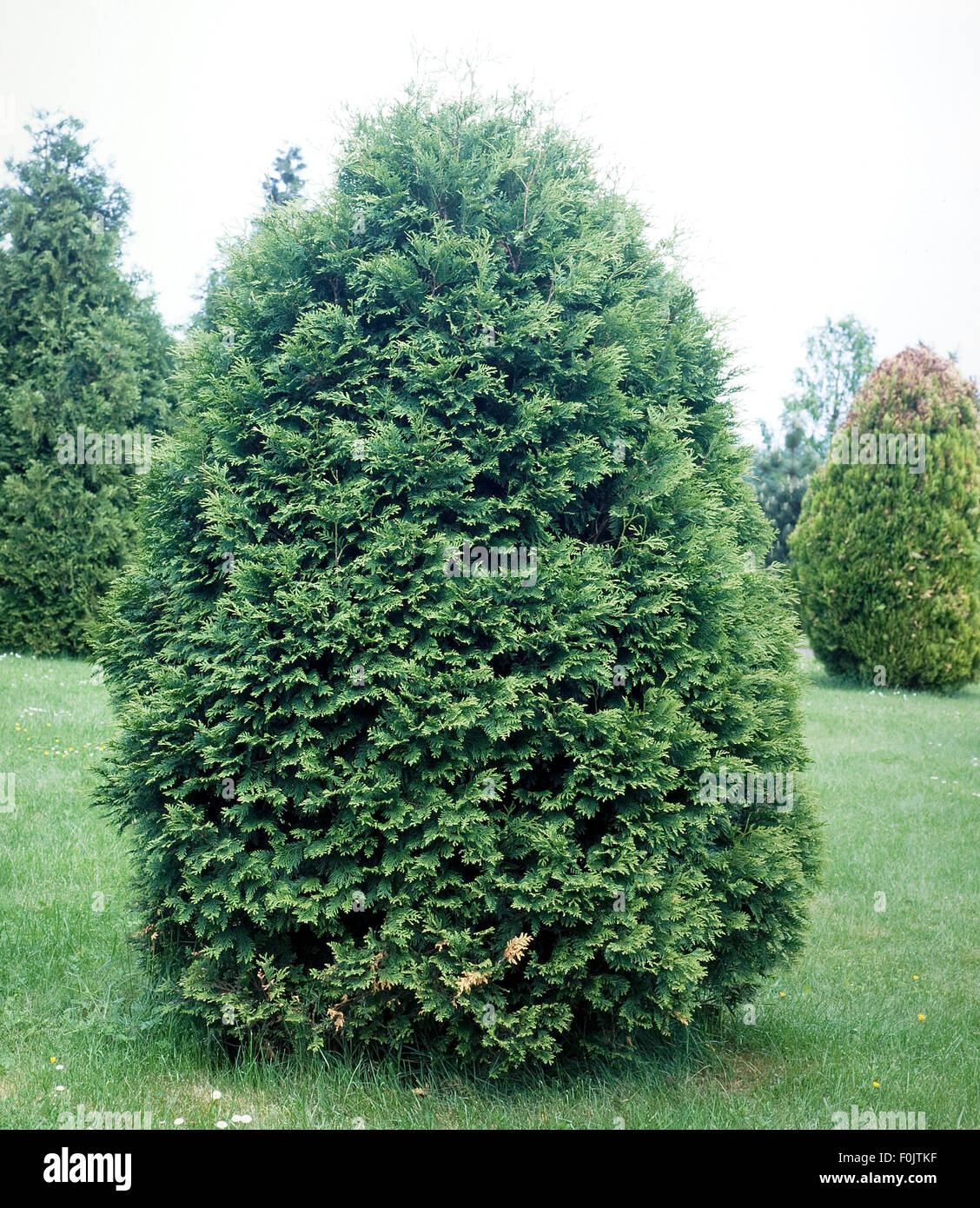Lebensbaum, Thuja occidentalis, Boothii Stock Photo