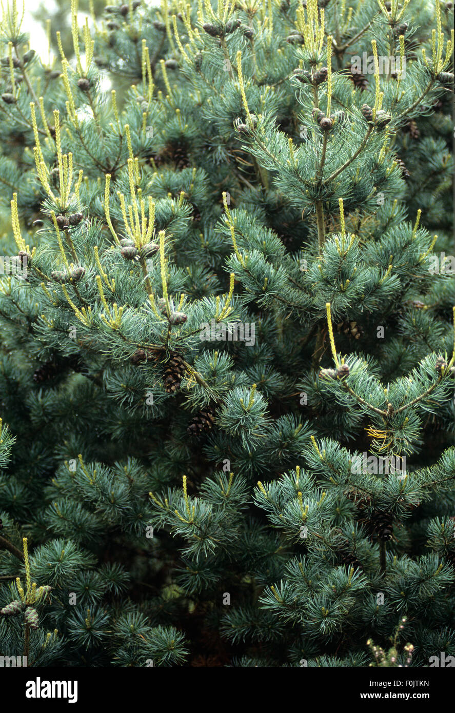 Maedchenkiefer, Pinus parviflora, Negishi Stock Photo