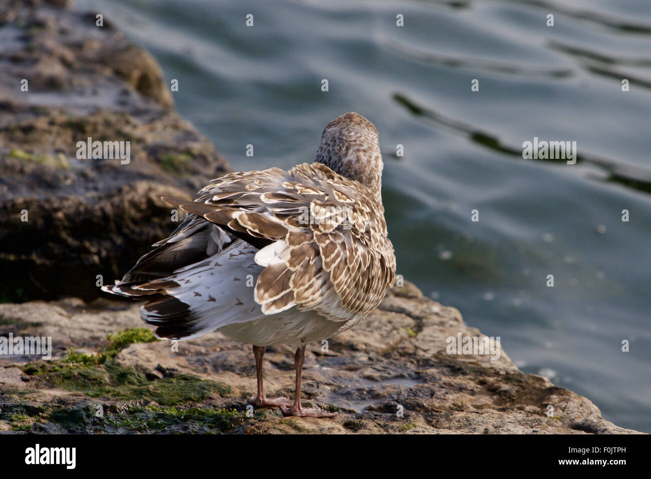 The lesser black-backed gull is shaking her feathers on the shore Stock Photo