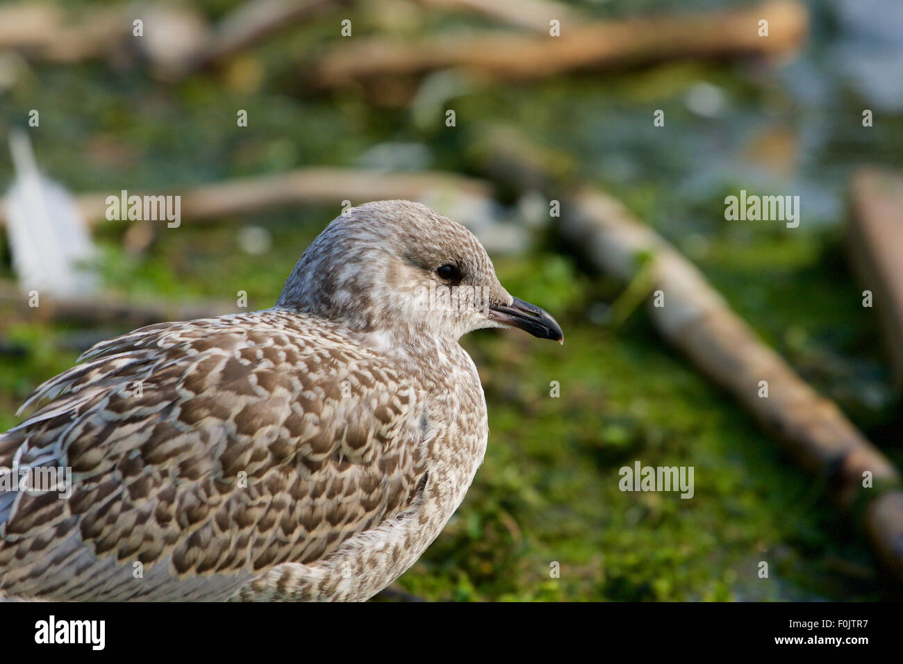 Sahrish Gull Silver backed gull hi-res stock photography and images - Alamy