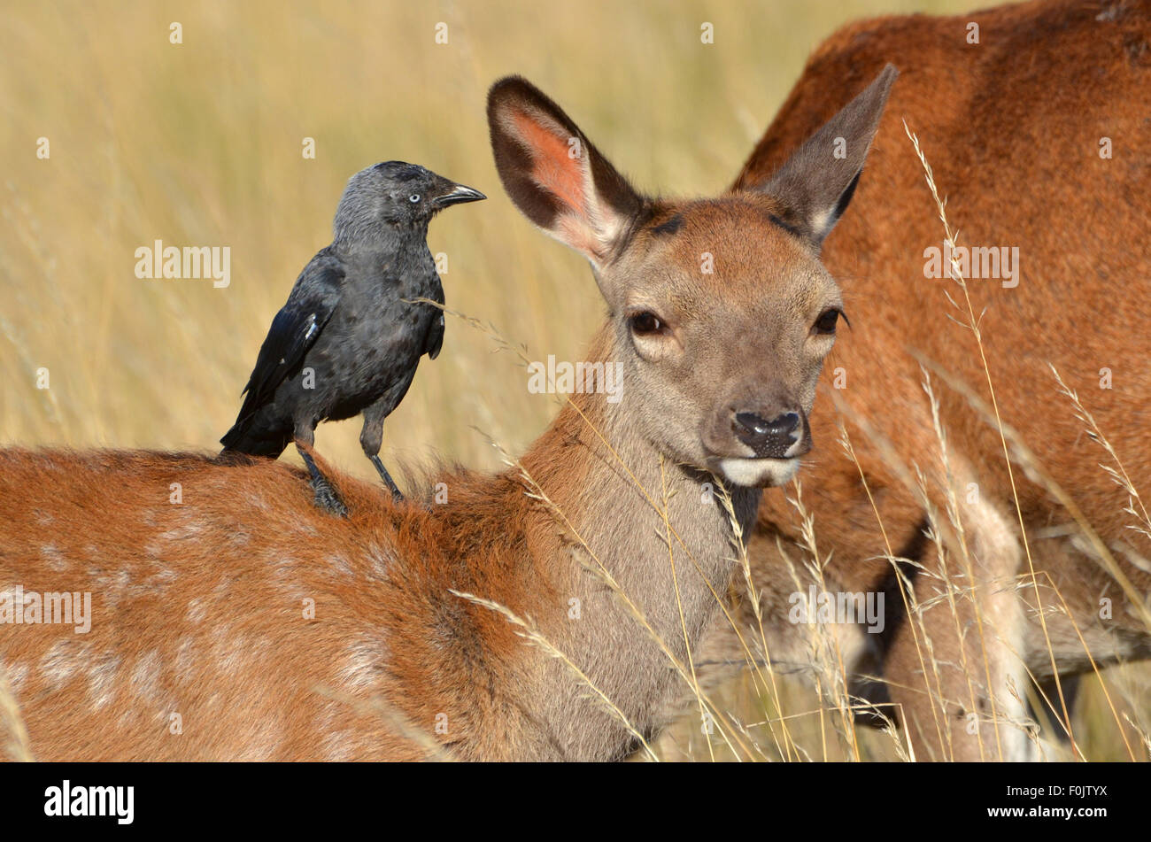 Red deer with jackdaw, Cervus elaphus Stock Photo