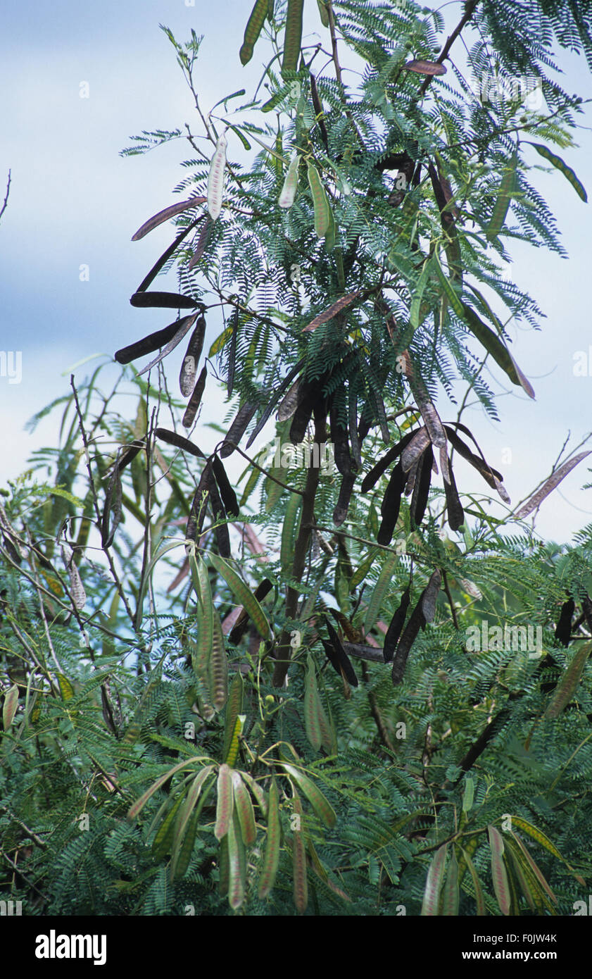 Leucaena leucocephala, wild tamarind, Grande Terre, Mayotte island, Comoro Archipelago, Indian Ocean, listed as one of world's 100 most invasive species. Stock Photo