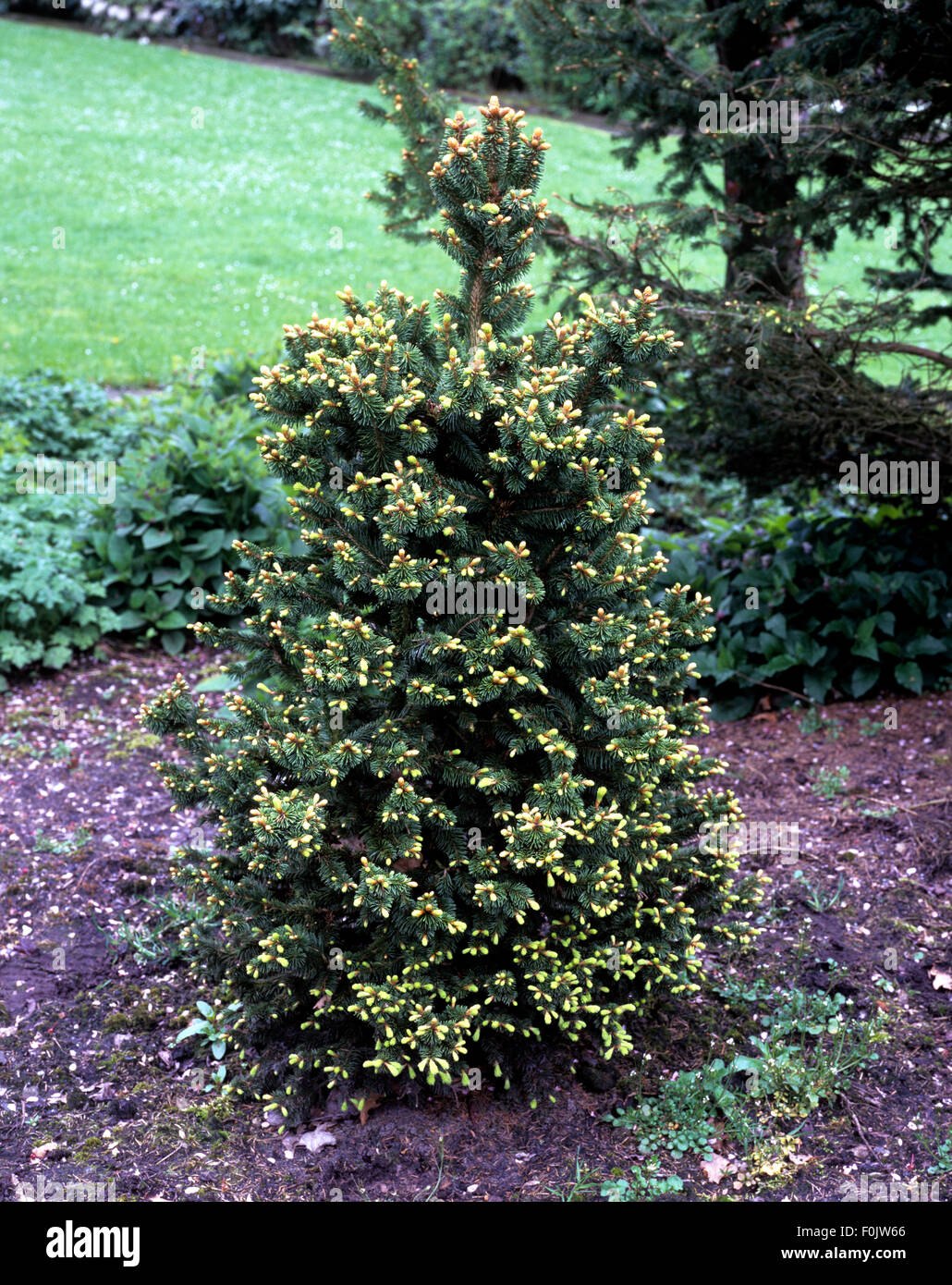 Fichte, Picea abies, Emsland Stock Photo