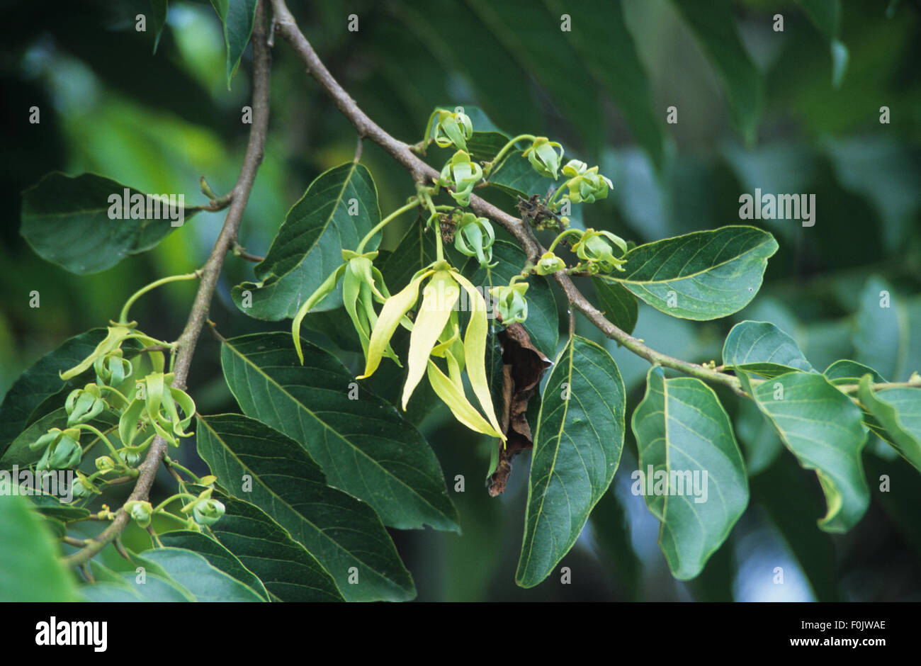 Ylang ylang flower growing on branch Guerlain perfume plantation Grande Terre, Mayotte island