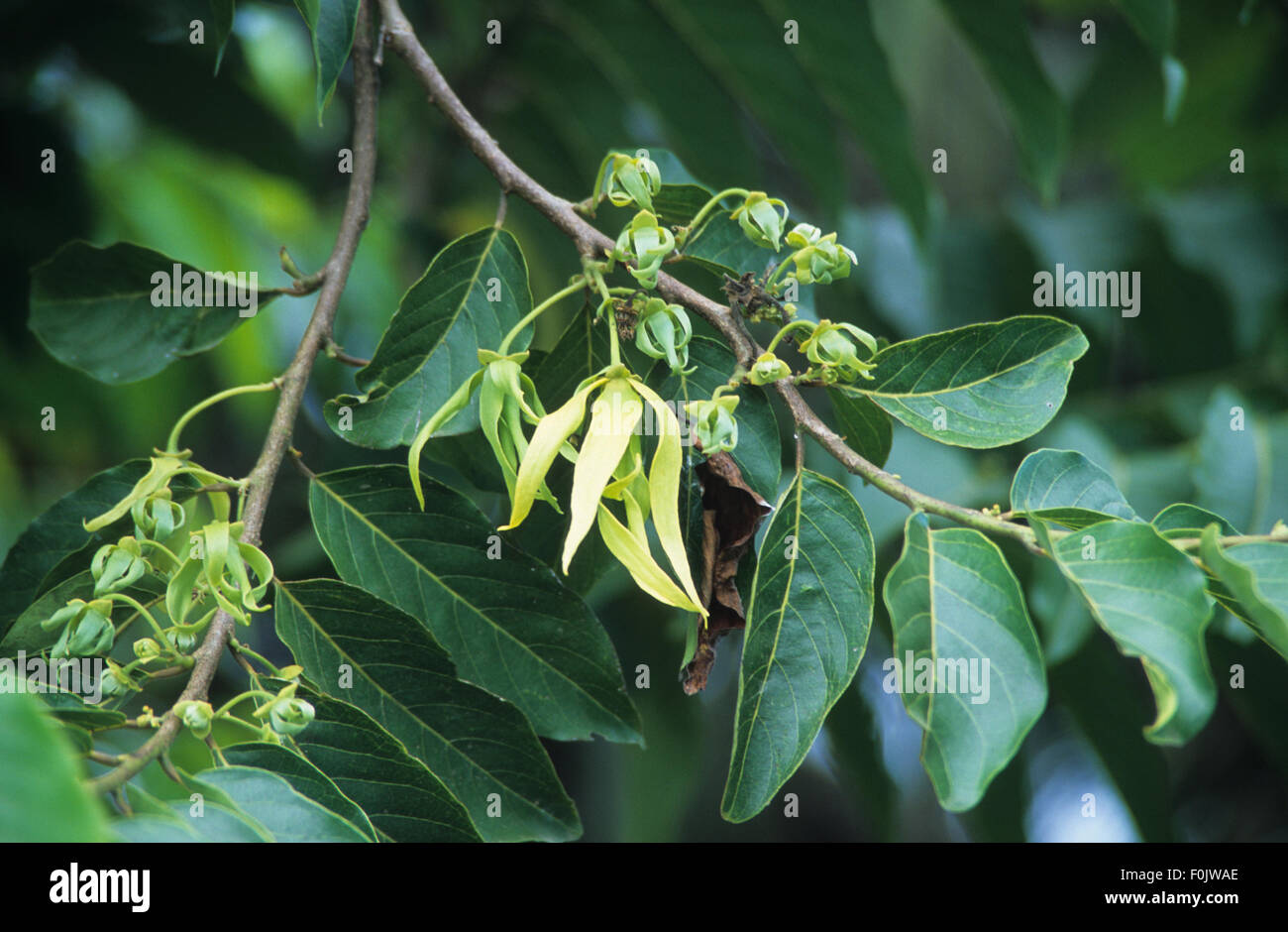 Ylang ylang flower growing on branch Guerlain perfume plantation Grande Terre, Mayotte island Comoro Archipelago, Indian Ocean Stock Photo