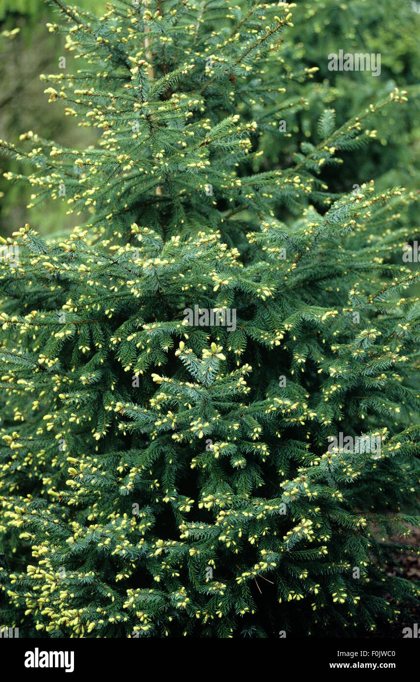 Serbische Fichte; Picea abies; Fichte, Picea mariorika, Jadegold Stock Photo