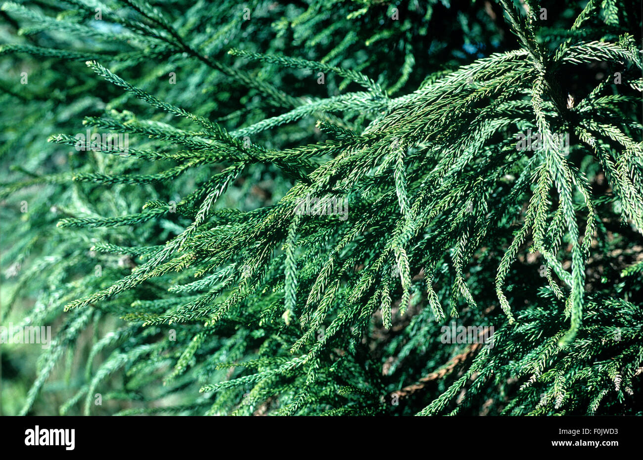 Sicheltanne, Crytomeria japonica, Lobbii Stock Photo