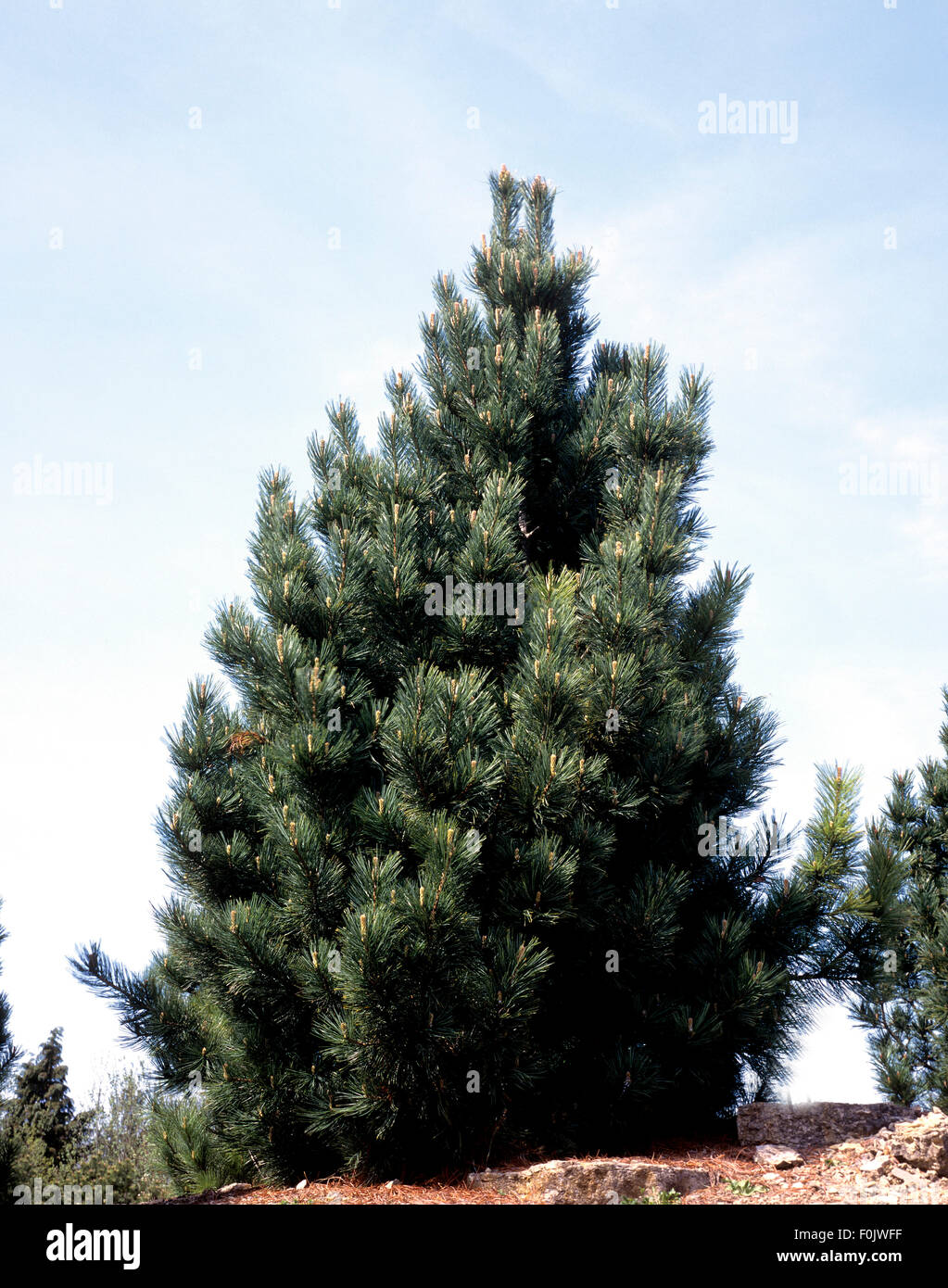 Zirbelkiefer, Pinus cembra Stock Photo