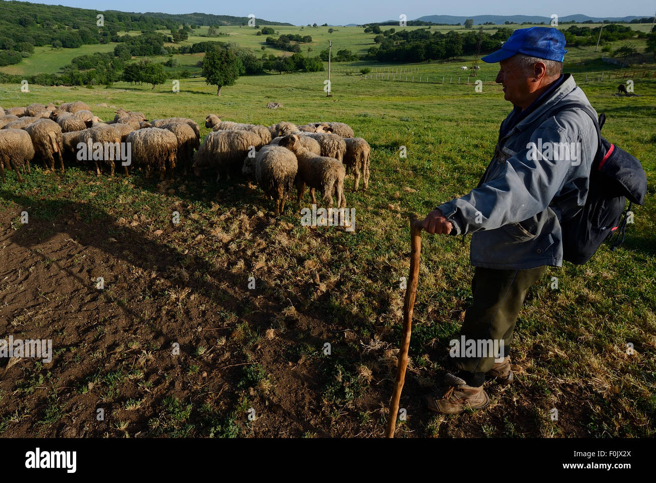 Shepherd with his sheep, Dolni Glavanak, Eastern Rhodope Mountains, Bulgaria, May 2013. Stock Photo