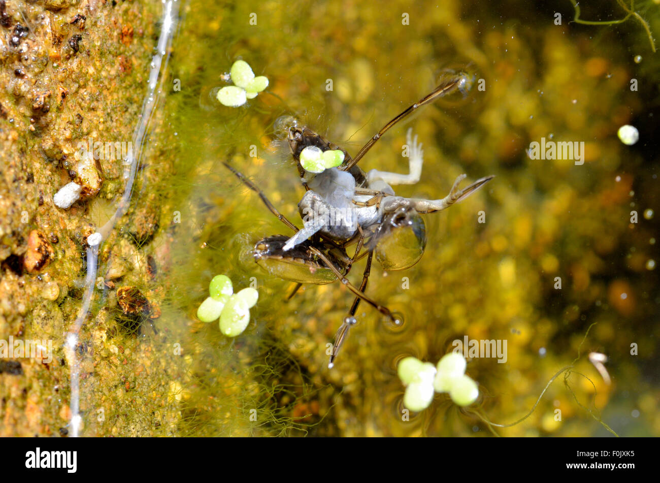 Common Backswimmer (Notonecta glauca) commonly called Water Boatman. Two adults feeding on a very young frog Stock Photo