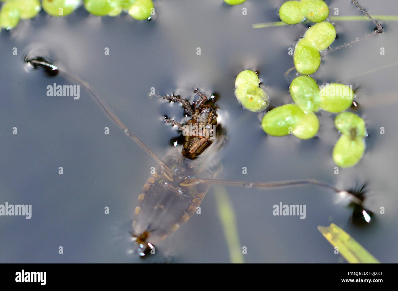 Common Backswimmer (Notonecta glauca) commonly called Water Boatman, feeding on a spider which fell into a garden pond Stock Photo