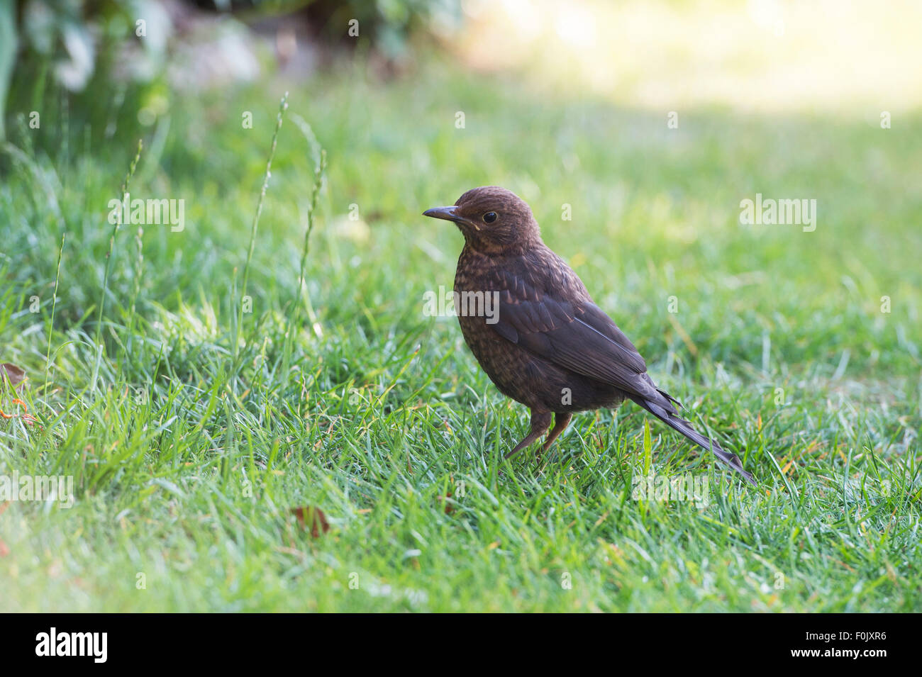 Juvenile Blackbird on a garden lawn looking for food Stock Photo