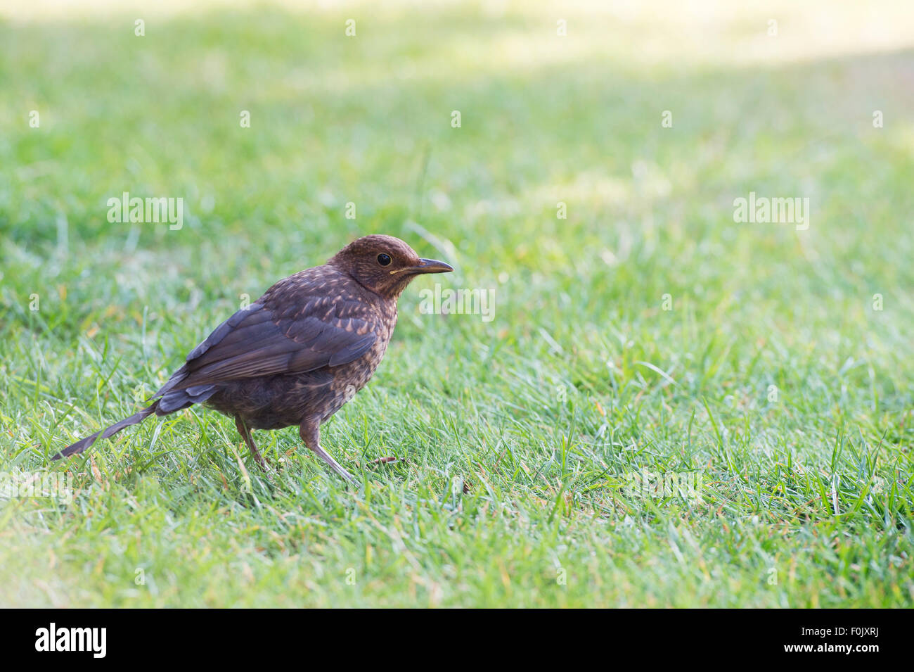 Juvenile Blackbird on a garden lawn looking for food Stock Photo