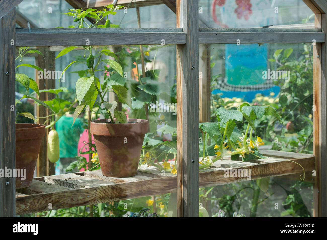 Wooden greenhouse with cucumber and pepper plants inside at RHS Wisley Gardens. Surrey, England Stock Photo