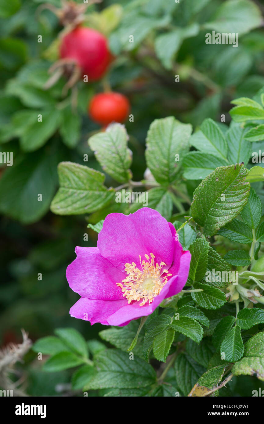 Rosa rugosa rubra. Rose 'rugosa red' and rosehips Stock Photo
