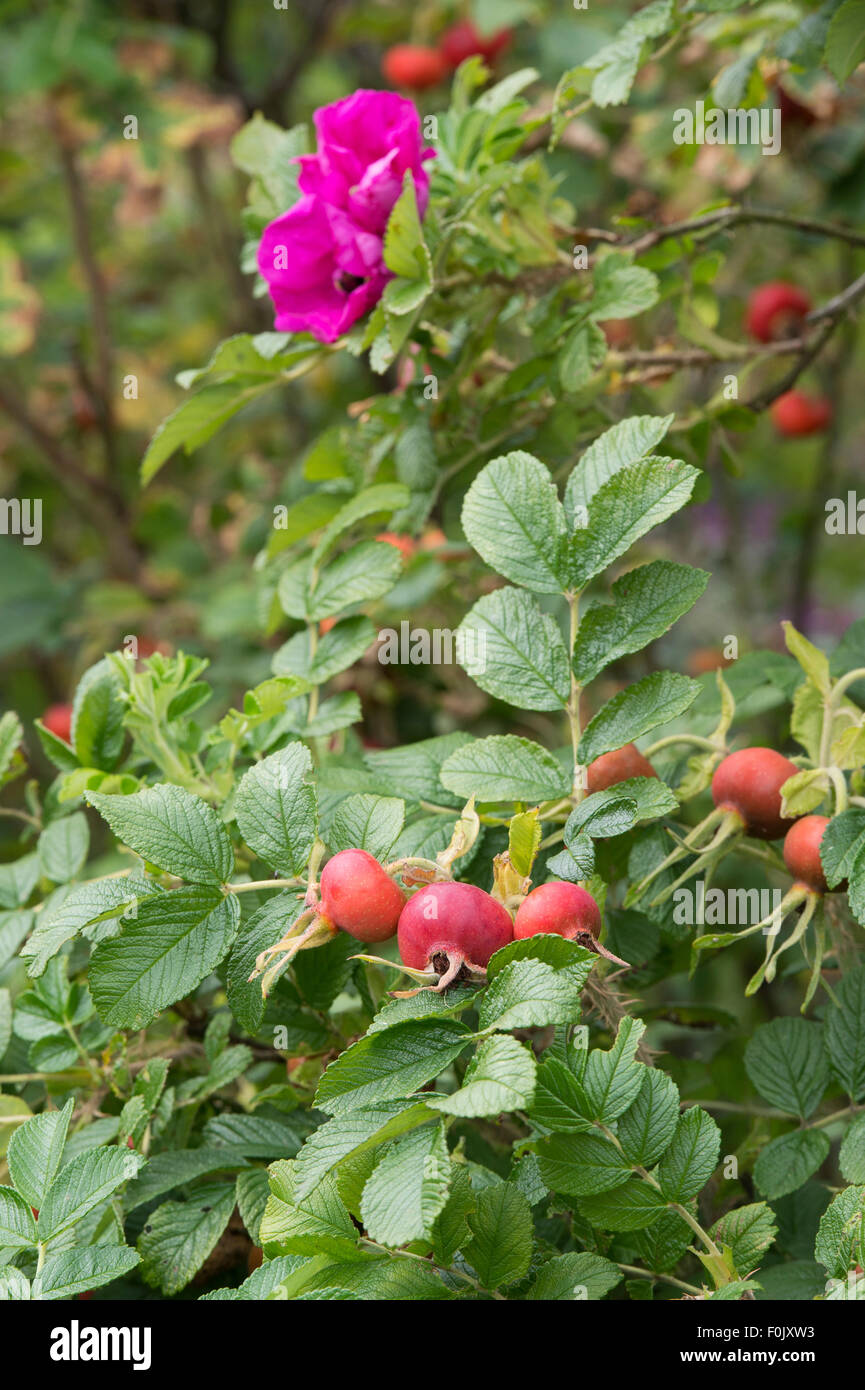 Rosa rugosa rubra. Rosehips and Rose 'rugosa red' flower Stock Photo