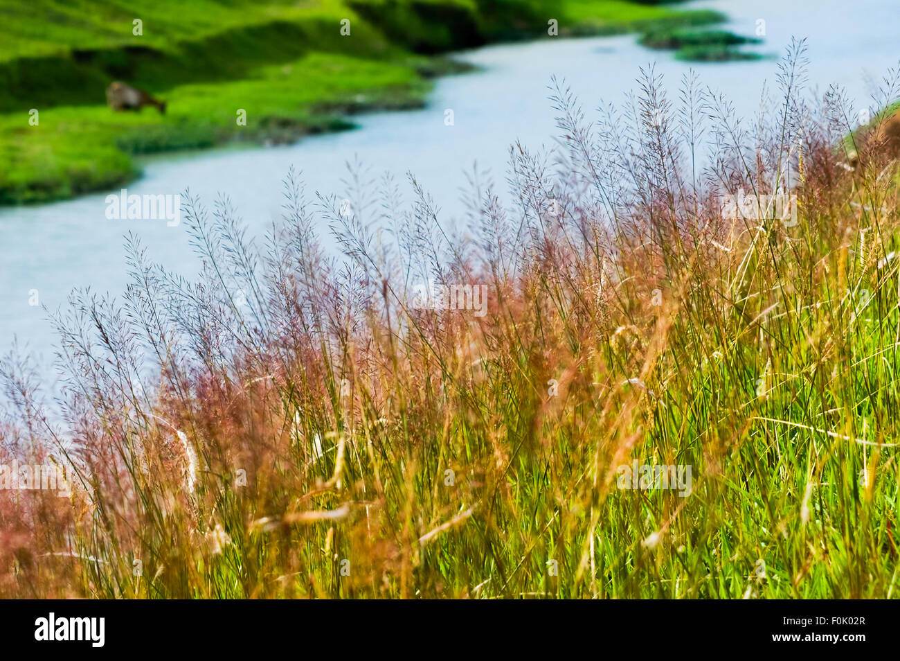 Wild grasses and reeds on riverside Stock Photo - Alamy