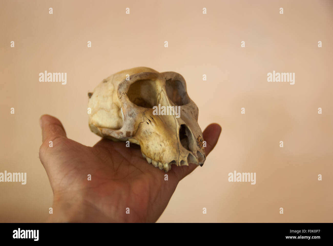 Skull of a Sulawesi black-crested macaque (Macaca nigra) offspring—found in the forest—is photographed in Batuputih village, North Sulawesi, Indonesia. Stock Photo