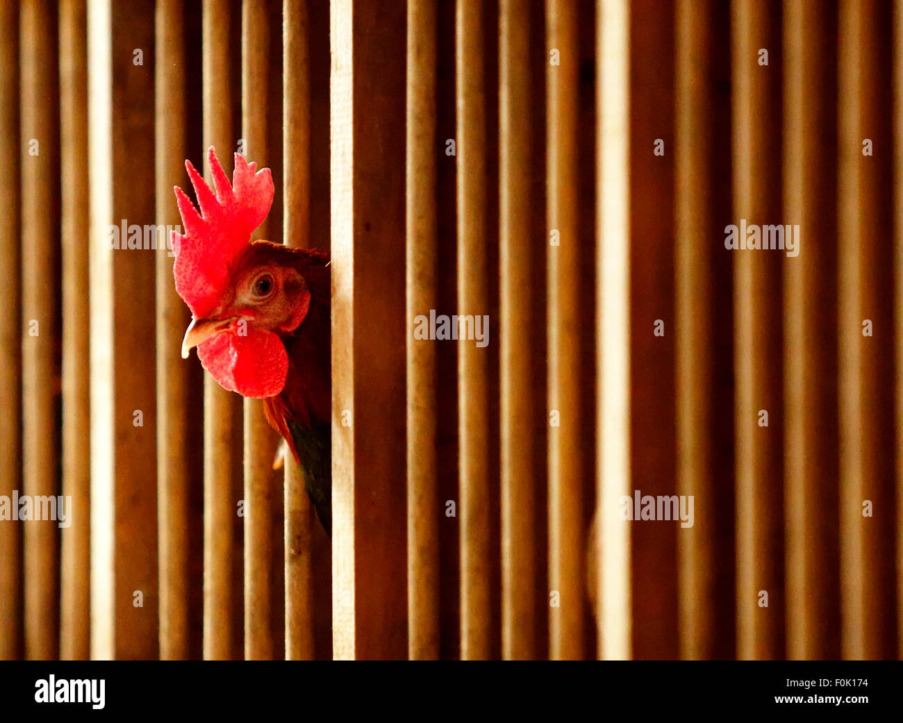 Game Roster Pen Old english game chicken hi-res stock photography and images - Alamy