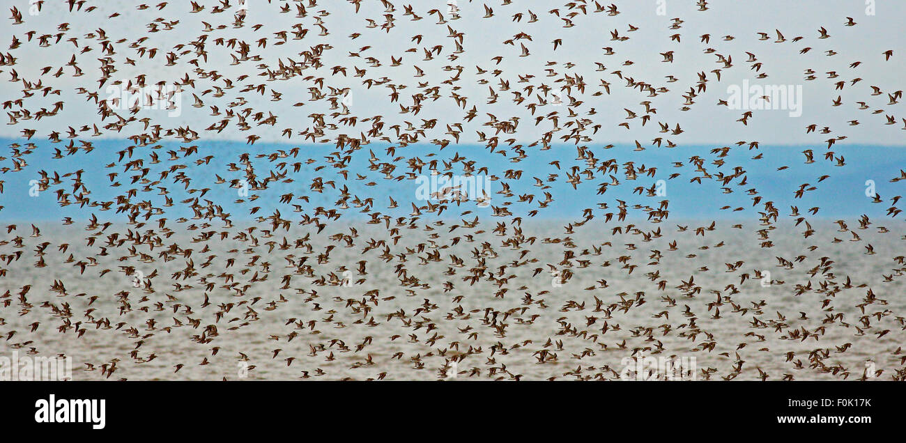 Flock of shorebirds (sandpipers, piping plovers) off shore in New Brunswick, Canada, during migration. Stock Photo