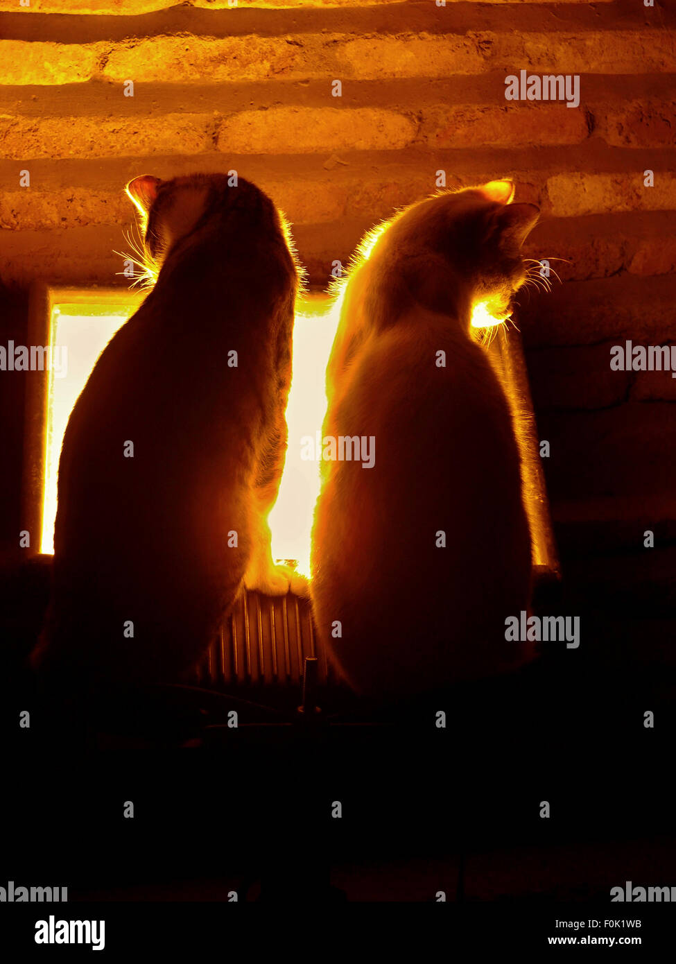 two cats at the window watching the sunset Stock Photo - Alamy