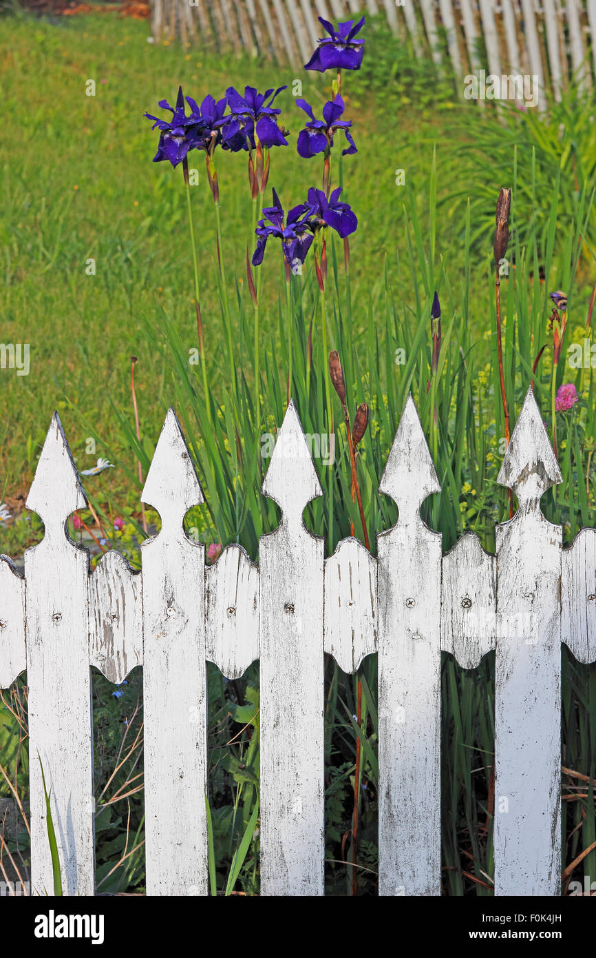 White picket fence with garden flowers Vinalhaven Island Maine New