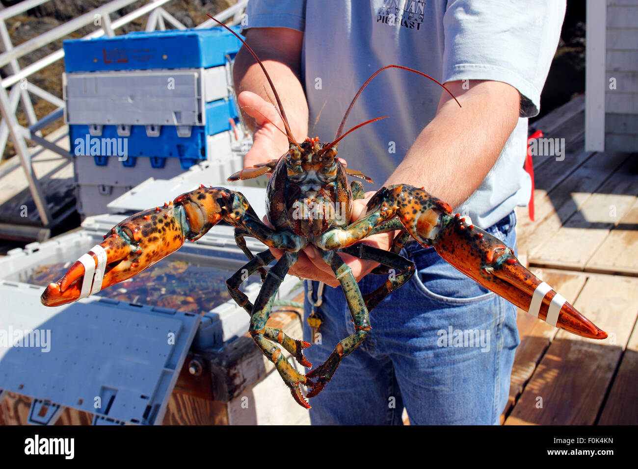 Maine lobster fisherman hires stock photography and images Alamy