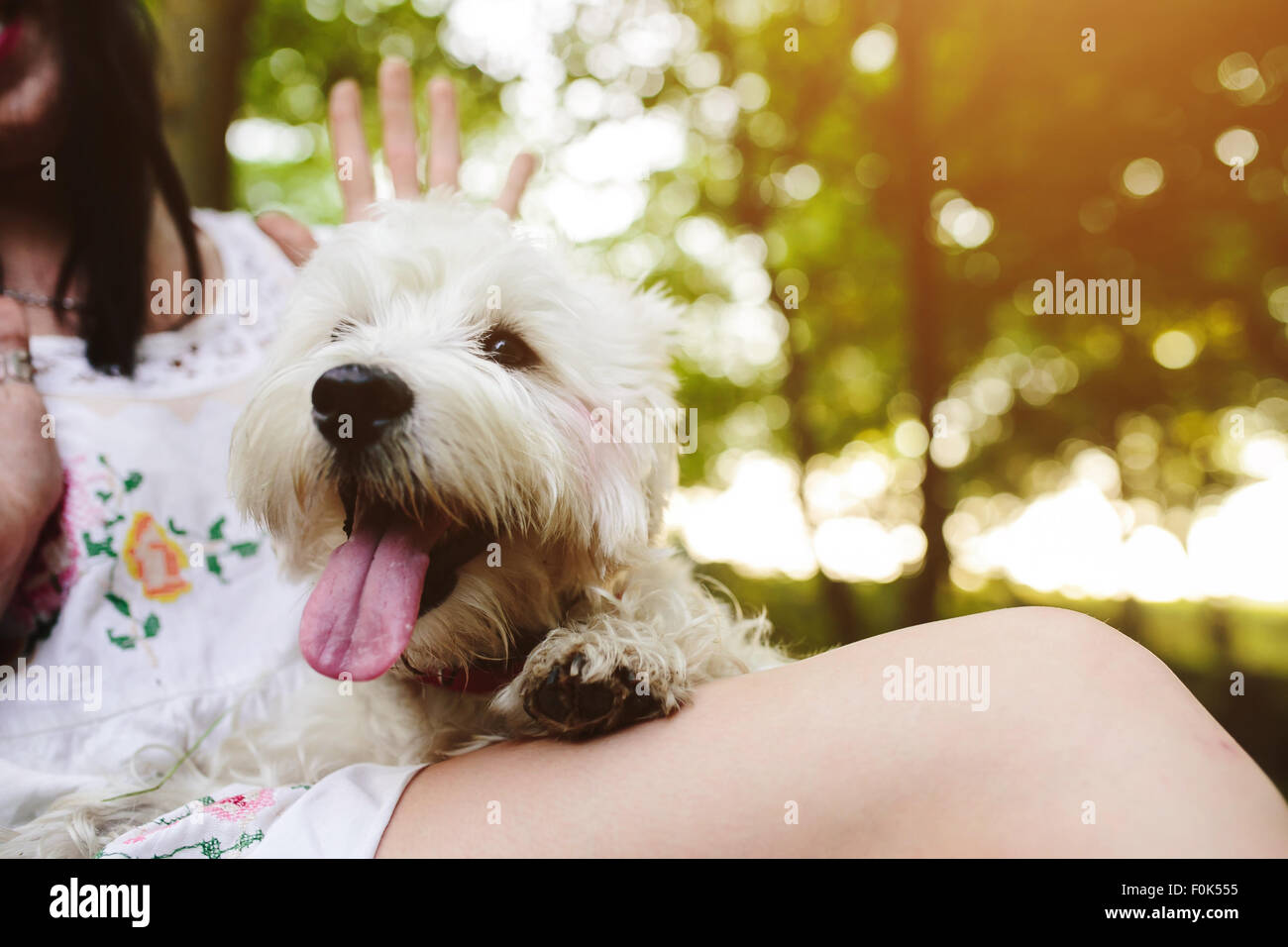 little dog with a girl Stock Photo - Alamy