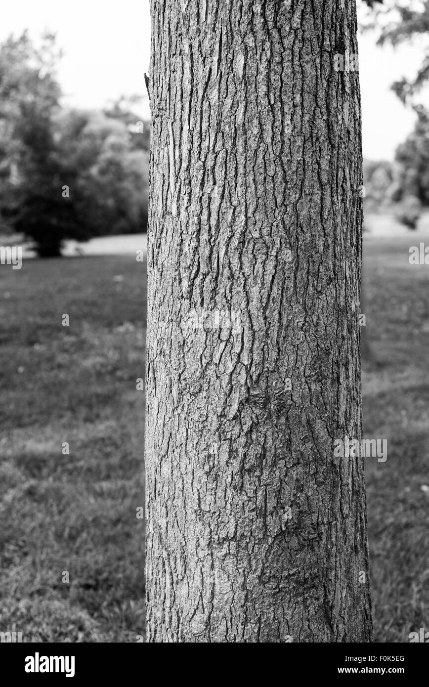 Bw tree hi-res stock photography and images - Alamy