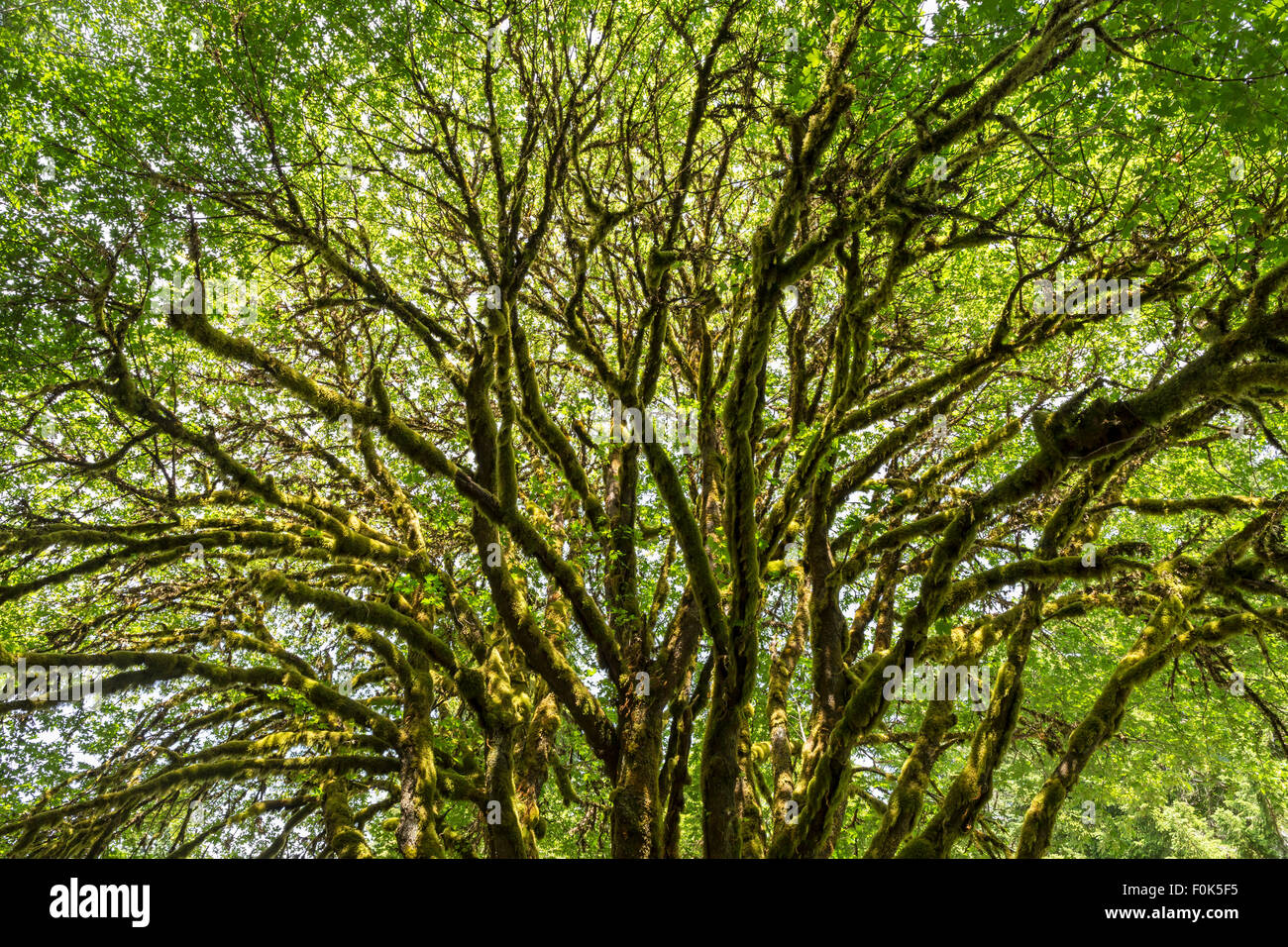 A sunlit bigleaf maple tree covered with epiphytic moss near Lake Crescent in Olympic National Park, Washington Stock Photo