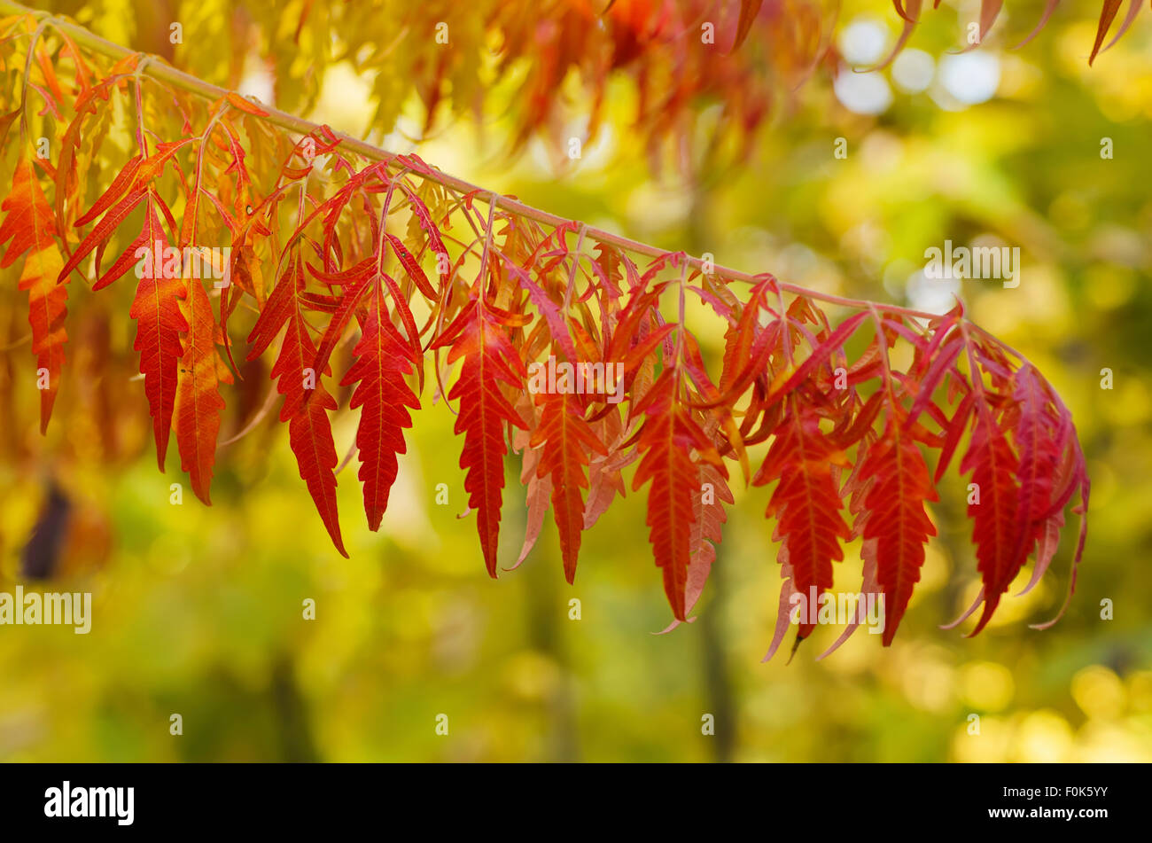 Autumn tree branch Stock Photo - Alamy