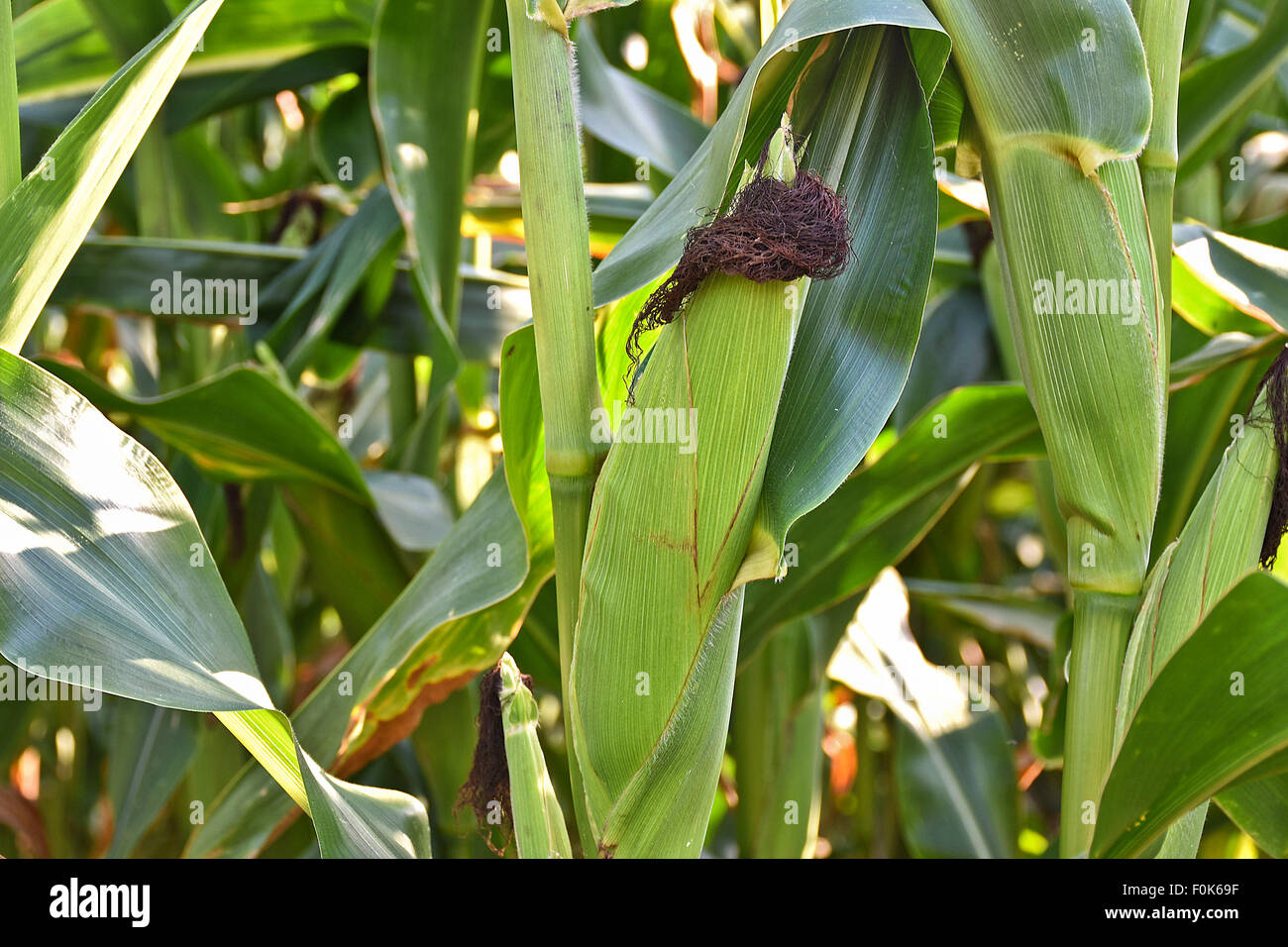 Corn cob growing on corn plant in a rural field dappled with sunlight. Stock Photo