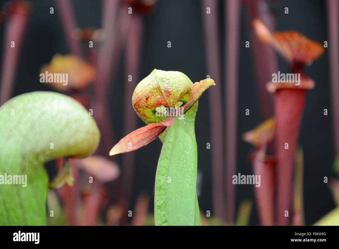 Darlingtonia californica or California pitcher plant, cobra lily, or cobra plant carnivorous plant Stock Photo