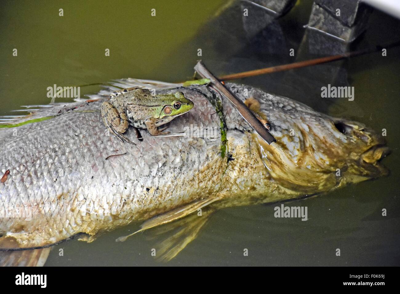 Frog resting on a dead carp carcass floating in freshwater lake. Stock Photo