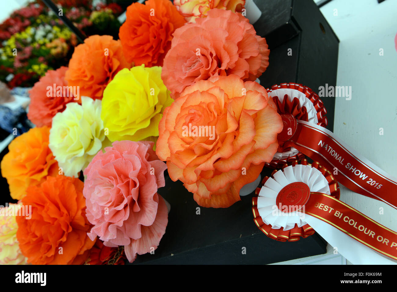 Prize winning Begonia begonias display exhibit Shrewsbury Flower Show Uk Stock Photo