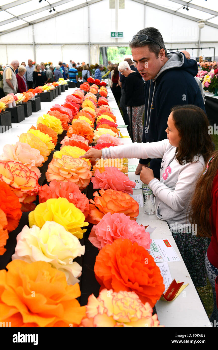 Begonia begonias display exhibit Shrewsbury Flower Show Uk Stock Photo