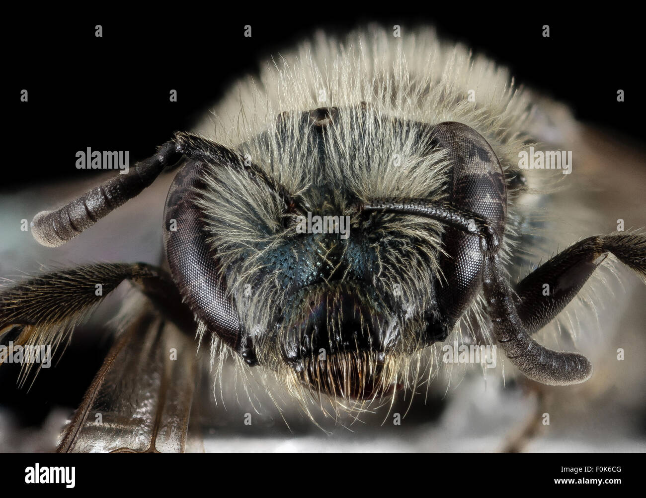 Lasioglossum pavonotum, F, Face, CA, Humboldt County 2015-01-27-17.31.17 ZS PMax Stock Photo