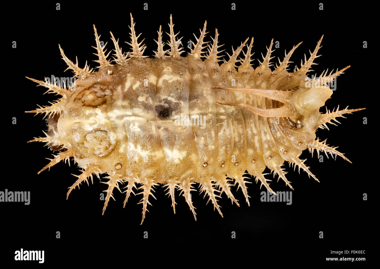 Cassida rubiginosa, larvae, talbot, md, back 2015-05-17-17.07.40 ZS PMax Stock Photo
