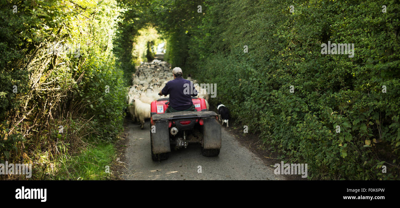 Farmer on quad-bike moving sheep on road to pasture, Bowland, Lancashire, UK. Stock Photo