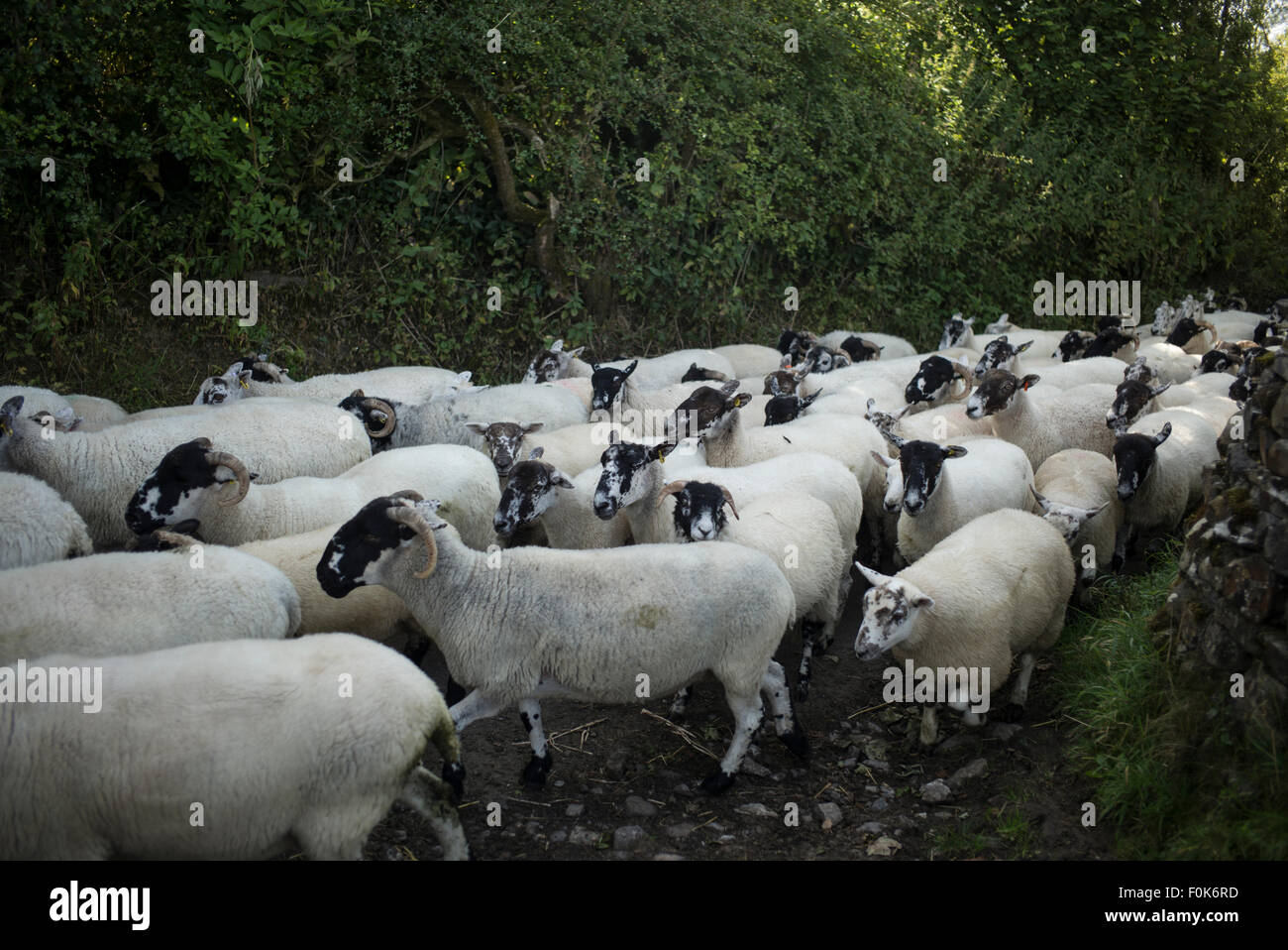 Sheep being moved back to pasture after shearing on a quiet lane, Bowland, Lancashire. Stock Photo